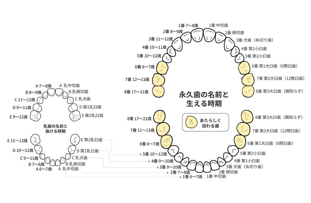 歯の生え変わり 遅い 早いで歯並びに影響はある いつどの順番で抜けるか詳しく説明 キレイライン矯正