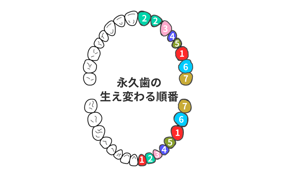 歯の生え変わり 遅い 早いで歯並びに影響はある いつどの順番で抜けるか詳しく説明 キレイライン矯正