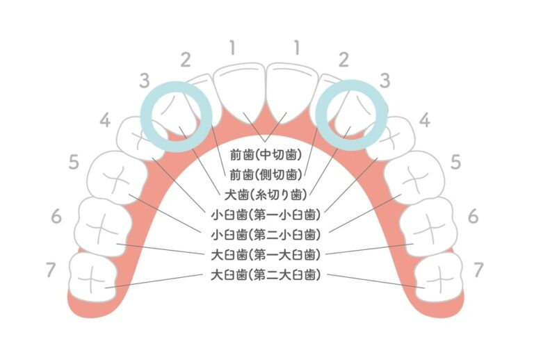 八重歯と犬歯の違いは？間違えやすい理由と正しい定義を解説